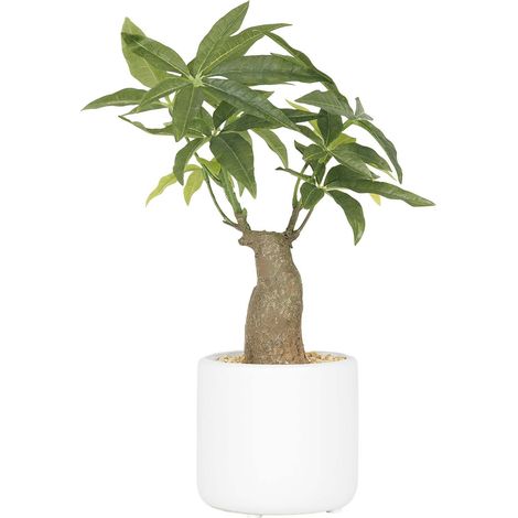 Bonsai pachira pot en céramique 33 cm (1/4)