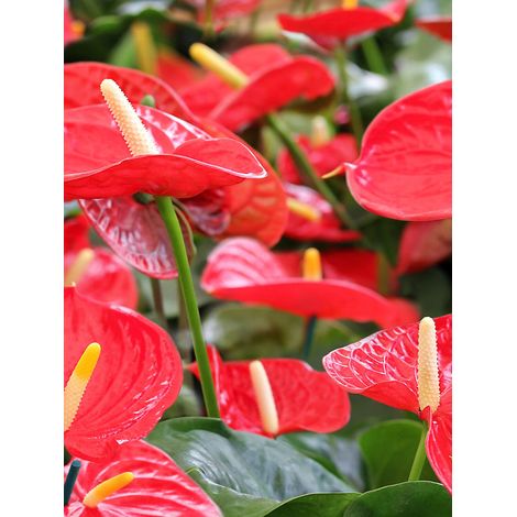 ANTHURIUM IDAHO ROSSO IN VASO 17CM