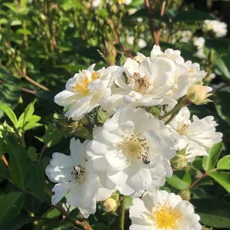 Rosa 'Guirlande d'amour' adr 2012 - Rosier grimpant 'GUIRLANDE D'AMOUR', RAMBLER en pot