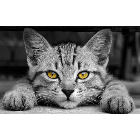 Affiche sweet chaton prêt a bondir , 60x40cm - made in France (1/5)
