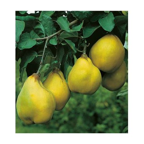 COGNASSIER DU PORTUGAL - LE SCION GREFFE