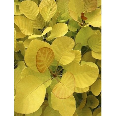 Arbre à perruque 'Golden Lady' Pot de 3L/4L