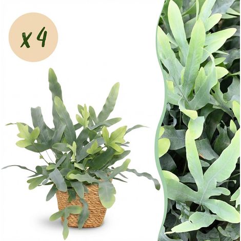 Lot de 4 Fougères Bleues Phlebodium aureum Blue Star avec Paniers - Plante d'Intérieur - Pot 12 cm - PANGIVO (1/5)