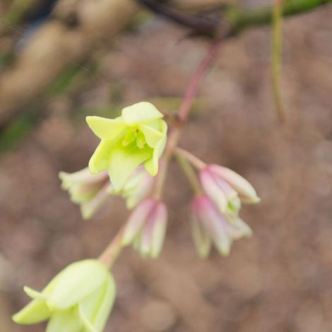 Holboellia latifolia/Godet - 5/10 cm (1/3)