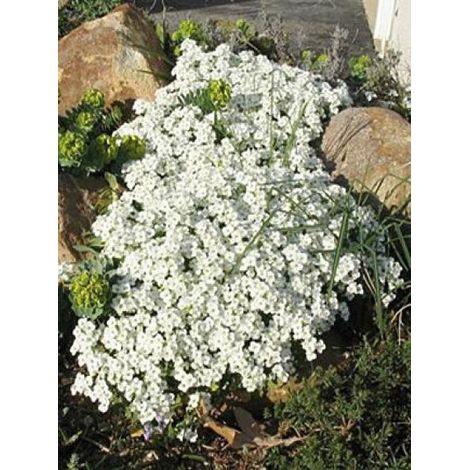 Arabette du Caucase 'Snow Cap' Godet de 8/9 cm (1/2)