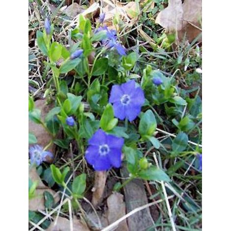 Petite pervenche 'Marie'® Godet de 8/9 cm (1/2)
