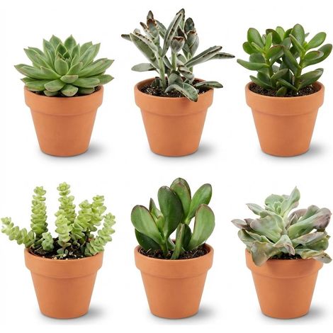 Lot de 6 Mini Succulentes en Pots en Terre Cuite - Plantes Grasses Ø 8,1 cm - Hauteur 5-10 cm - PANGIVO (1/4)