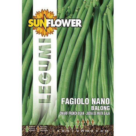 Semillas de frijol enano Balong girasol