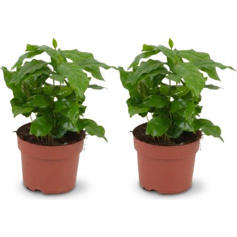 Lot de 2 Caféiers Coffea Arabica - Plante d'Intérieur Tropicale - Ø 12 cm - Hauteur 25 cm - PANGIVO (1/4)