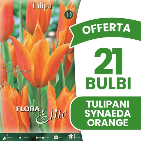 OFFERTA 21 BULBI DI TULIPANO FIOR DI GIGLIO SYNAEDA ORANGE