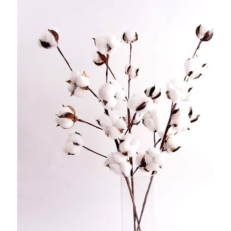 Fleurs séchées, fleurs de coton séchées, fleurs de simulation de branche de Kapok à 10 têtes, fleurs de coton séchées, décoration de salon (6 bâtons) (1/5)