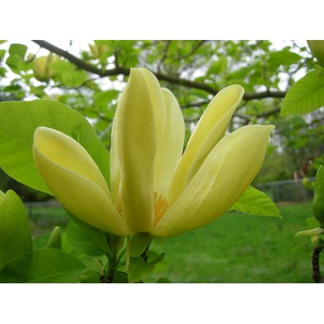 Magnolia x brookynensis "Yellow Bird" fleur jaune h 80cm photo réelle plante d'extérieur