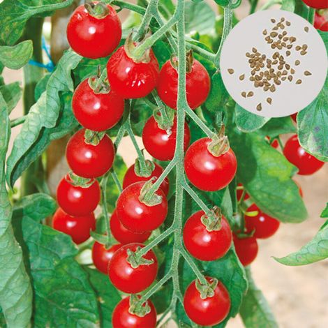 Graines de Légumes pour Salade - 400 Graines de Tomates Cerises Naines - Variété pour Pots, Balcon et Terrasse (1/4)