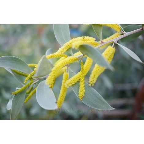 Acacia sterling silver 3 talee/cuttings yellow