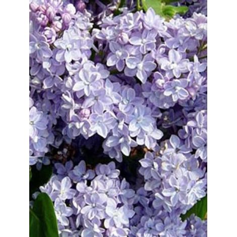 Lilas commun 'President Grevy' Pot de 4L/5L, 3/4 branches