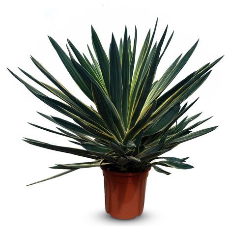 Yucca Gloriosa Variegata Lys de palmier résistant à l'hiver (1/5)