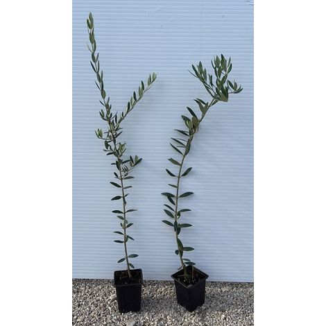 N.2 PIANTA DI ULIVO PICUAL ALTEZZA 60/80 CM vaso 10 cm (foto reali) ANNI 1