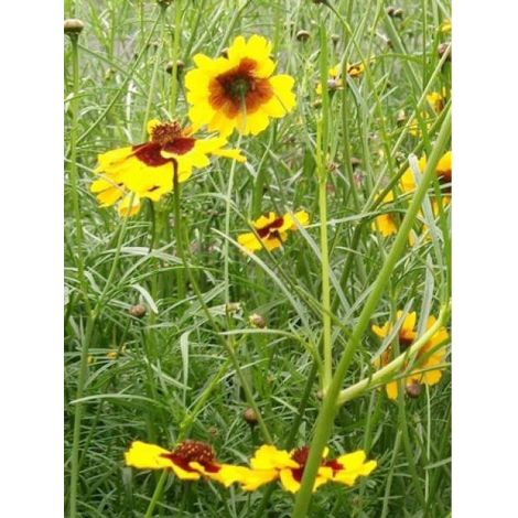 Coréopsis en mélange le sachet de 1150 graines (0,5g) (1/2)