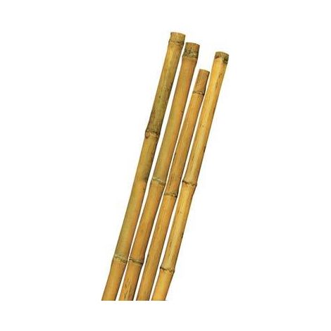 Tutore Canna Bamboo Mm 22/24 H.Cm 210 - Conf. 10 Pz
