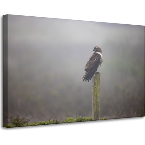 Leinwanddruck Tiere Vogel Falke 90x60 cm