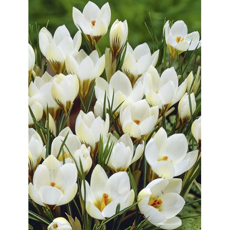 Crocus 'Snowbunting' Bulbe calibre 5+ (par 30) (1/2)