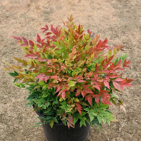 Gardenaria Nandina domestica 'Gulf Stream' Rubra - Arbusto ornamentale da giardino - Altezza: 50/60 cm (vaso24) (1/3)