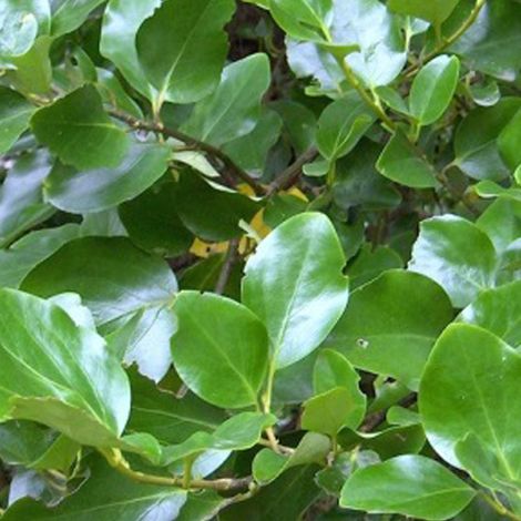 Griselinie du littoral - Griselinia littoralis - 60-80 cm pot