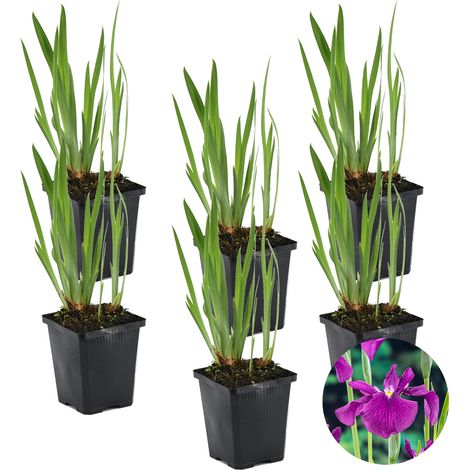 Bloomique - Lot de 6 - Iris Kaempferi - Iris du Japon - Violet - Plantes de bassin - Plantes aquatiques - Rustique - Hauteur 20-30 cm - Pot 9 cm