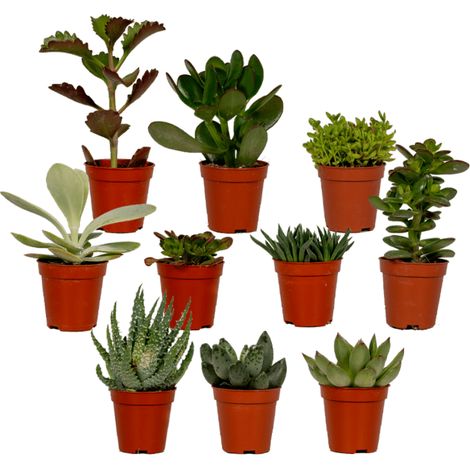 Lot de 10 Succulentes Mixtes Plantes Grasses Décoration Intérieure Ø5,5 cm Hauteur 7 cm - PANGIVO (1/5)