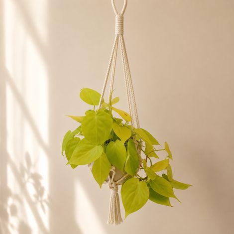 Gardenaria Philodendron micans 'Lime' - Pianta da interno ornamentale - Altezza: 45 cm (vaso 15) (1/4)