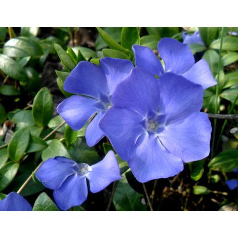 VINCA MINOR BLUE IN VASO 17CM
