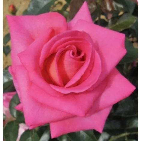 Gardenaria Rosa 'Parfum Royal' - Rosa da giardino - Altezza: 40/50 cm (vaso20) (1/2)