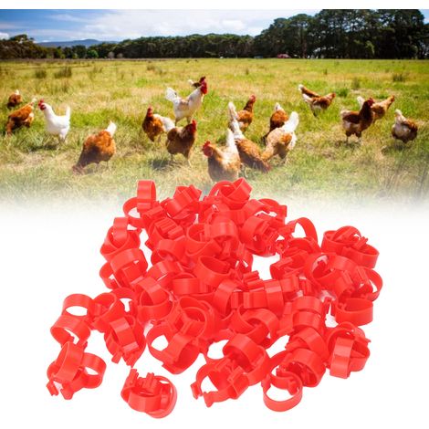 Kennzeichnungsringe für Hühnerschenkel - Wiederverwendbarer PP-Kunststoff - 25 mm Rot - 100 Stück - für Huhn, Ente, Gans (1/5)