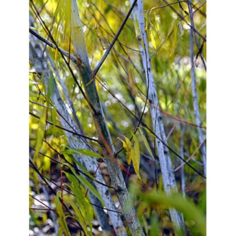Saule de la Caspienne 'Blue Streak' Pot de 7,5L/10L (1/4)