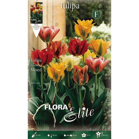 TULIPANO VIRIDIFLORA MIX DI COLORI (CONFEZIONE DA 7 BULBI)