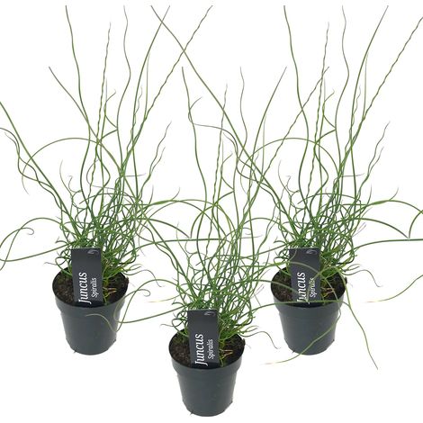 Bloomique - Lot de 3 - Juncus Spiralis - Jonc spiralé - Plantes de bassin - Plantes aquatiques - Rustique - Hauteur 20-30 cm - Pot 9 cm