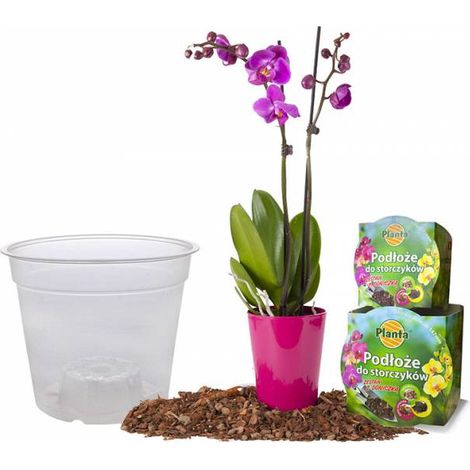 Terriccio per orchidee con vaso da 1,1 L