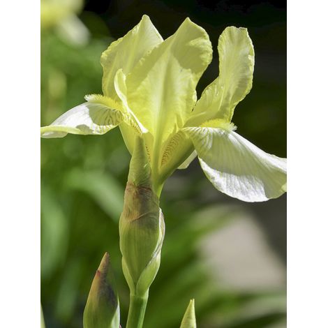 Iris de Sibérie 'Chartreuse Bounty' Godet de 8/9 cm (1/2)