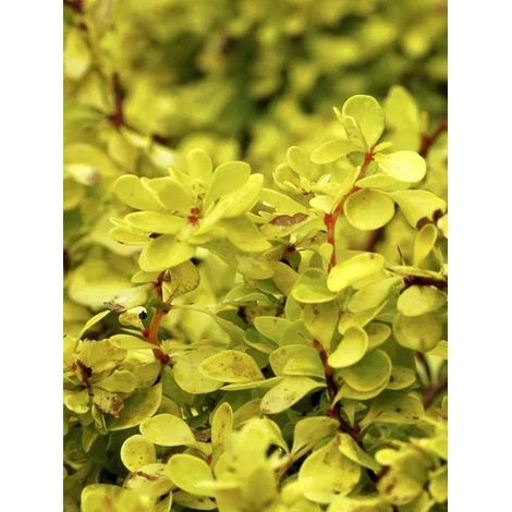 Épine-vinette de Thunberg 'Bonanza Gold' Pot de 2L/3L (1/4)