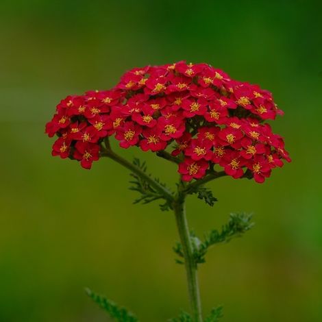 4 x Achillée millefeuille 'Saucy Seduction' 'Saucy Seduction'® - (1/5)
