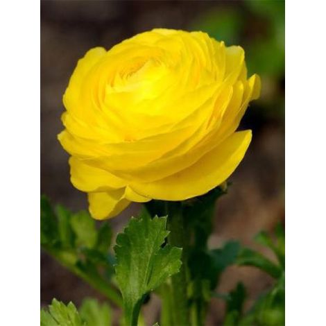 Renoncule des fleuristes -jaune- Bulbe calibre 8+ (par 20) (1/2)