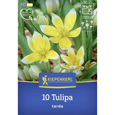 Kiepenkerl Herbstblumenzwiebel Wildtulpe Tulipa tarda 10 Stück (1/2)