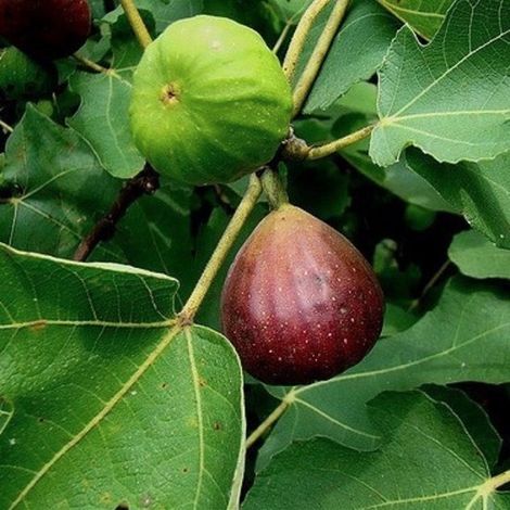 Ficus carica 'Brown Turkey' - Figuier de 40 à 50 cm en pot