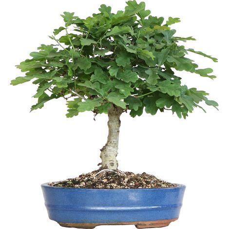 Bonsai Quercus Pubescens - Bonsai di Quercia Roverella - H 40-45 cm Vaso Ø 26 cm (1/4)