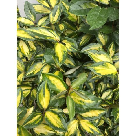 Eleagno variegato "Eleagnus x ebbingei Limelight" pianta a palla in mastello 55 cm h. 130/140 cm