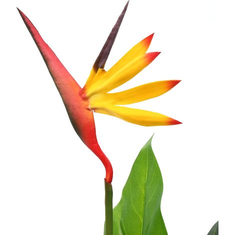 philodendron marble pink princess Philodendron 'Pink Princess Marble' – Foliage Factory main image 1