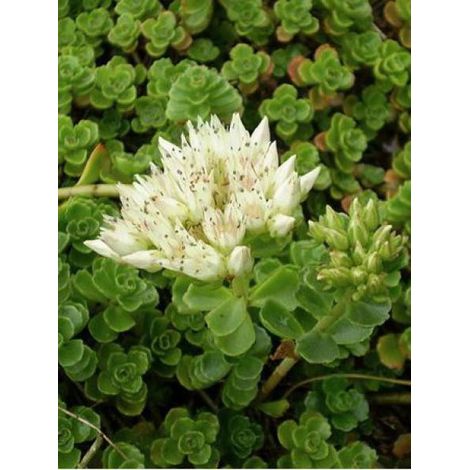 Orpin spurium 'Album Superbum' Godet de 8/9 cm (1/2)