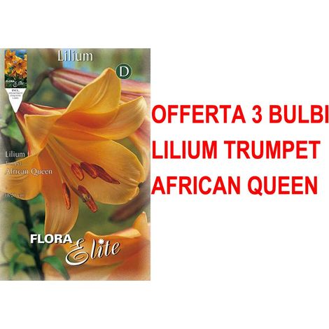OFFERTA 3 BULBI LILIUM TRUMPET AFRICAN QUEEN BULBS BULBES