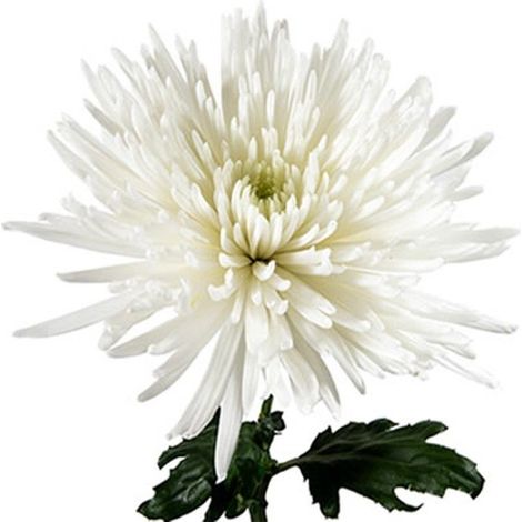 Crisantemo Uniflor Flor Natural Ramo de 10 tallos Perfecta para el día de los santos