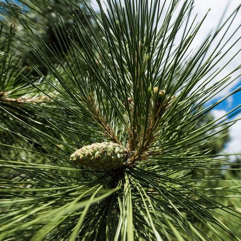 Pin noir (Pinus nigra austriaca) (1/3)